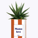 Mama Love - Cactus