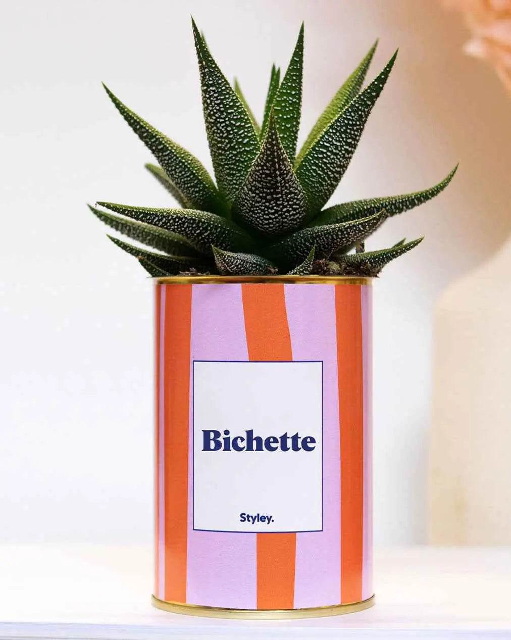 Bichette - pot à rayures - Plante Haworthia varié