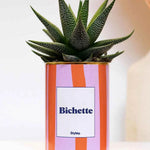 Bichette - pot à rayures - Plante Haworthia varié