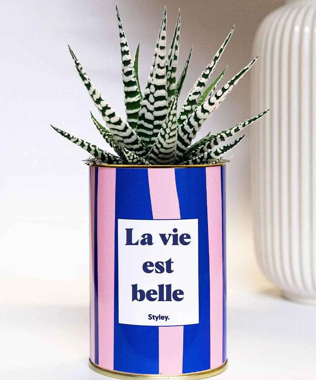 La vie est belle - pot à rayures - Plante Haworthia varié