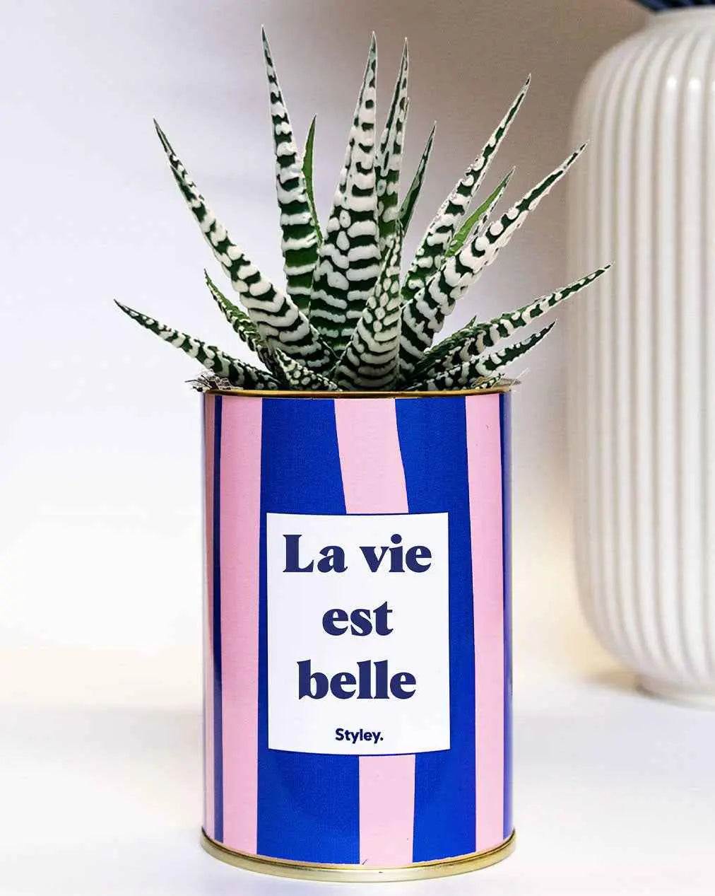 La vie est belle - pot à rayures - Plante Haworthia varié