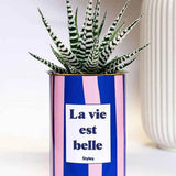 La vie est belle - pot à rayures - Plante Haworthia varié