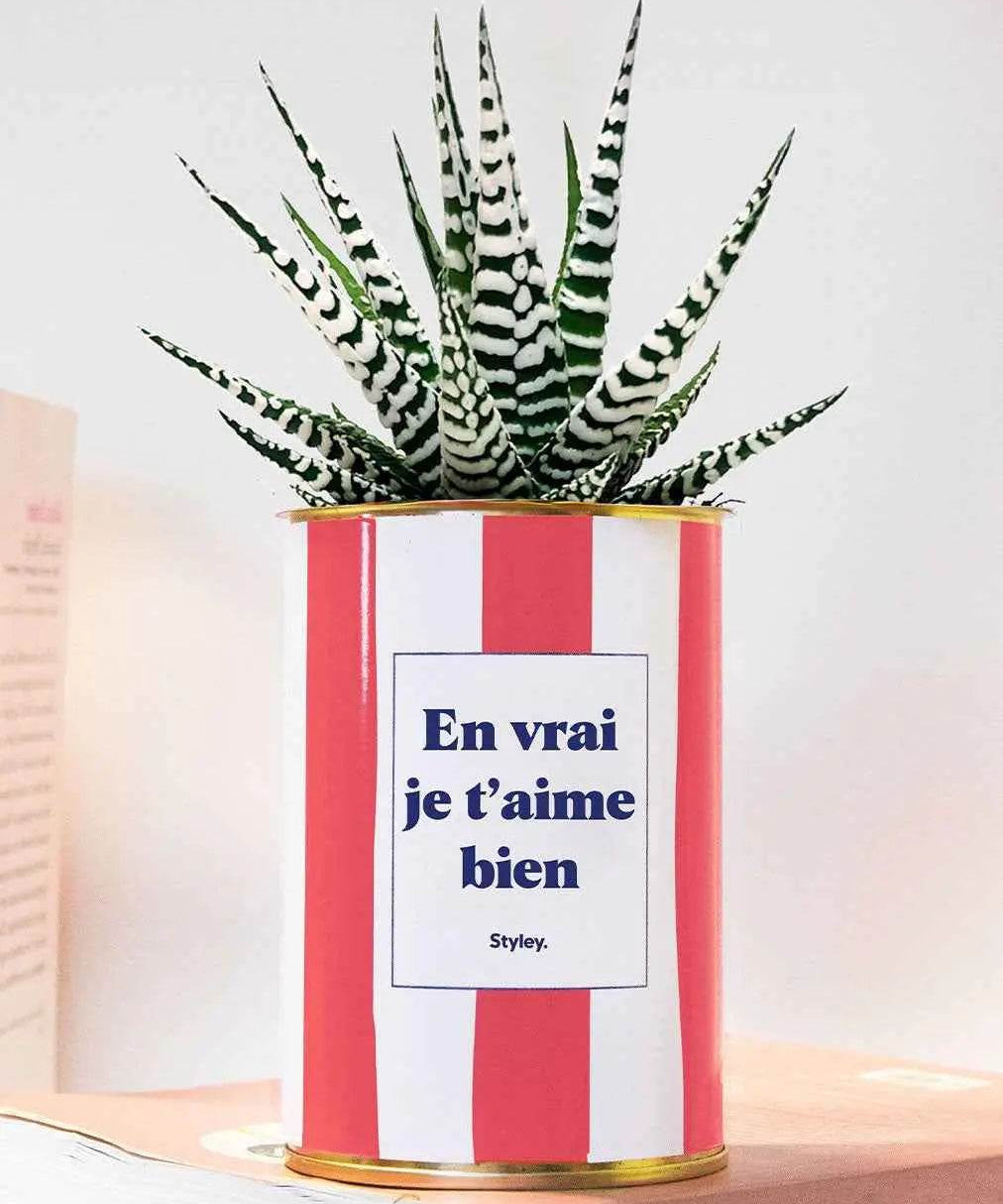 En vrai je t'aime bien - pot à rayures - Plante Haworthia varié