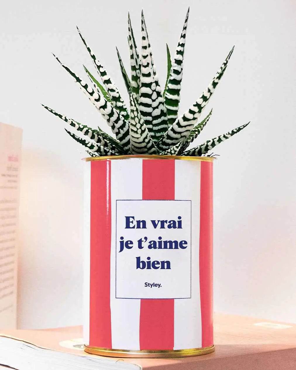 En vrai je t'aime bien - pot à rayures - Plante Haworthia varié