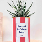 En vrai je t'aime bien - pot à rayures - Plante Haworthia varié