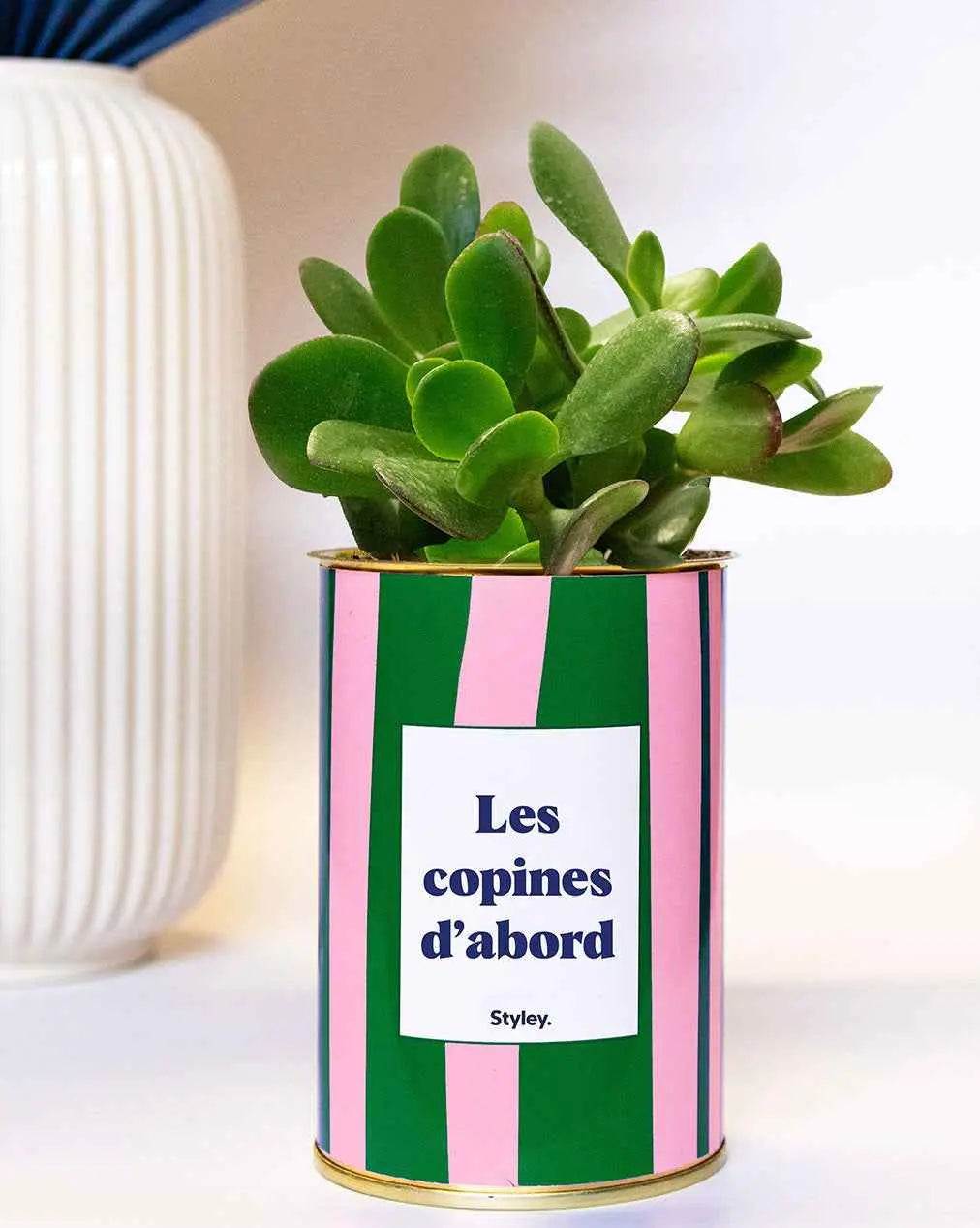 Les copines d'abord - pot à rayures - Plante Haworthia varié