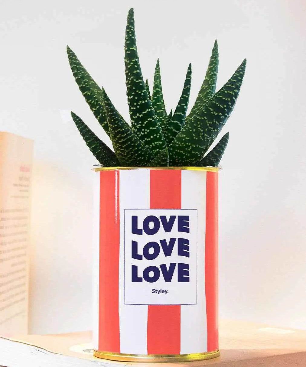 Love Love Love - pot à rayures - Plante Haworthia varié