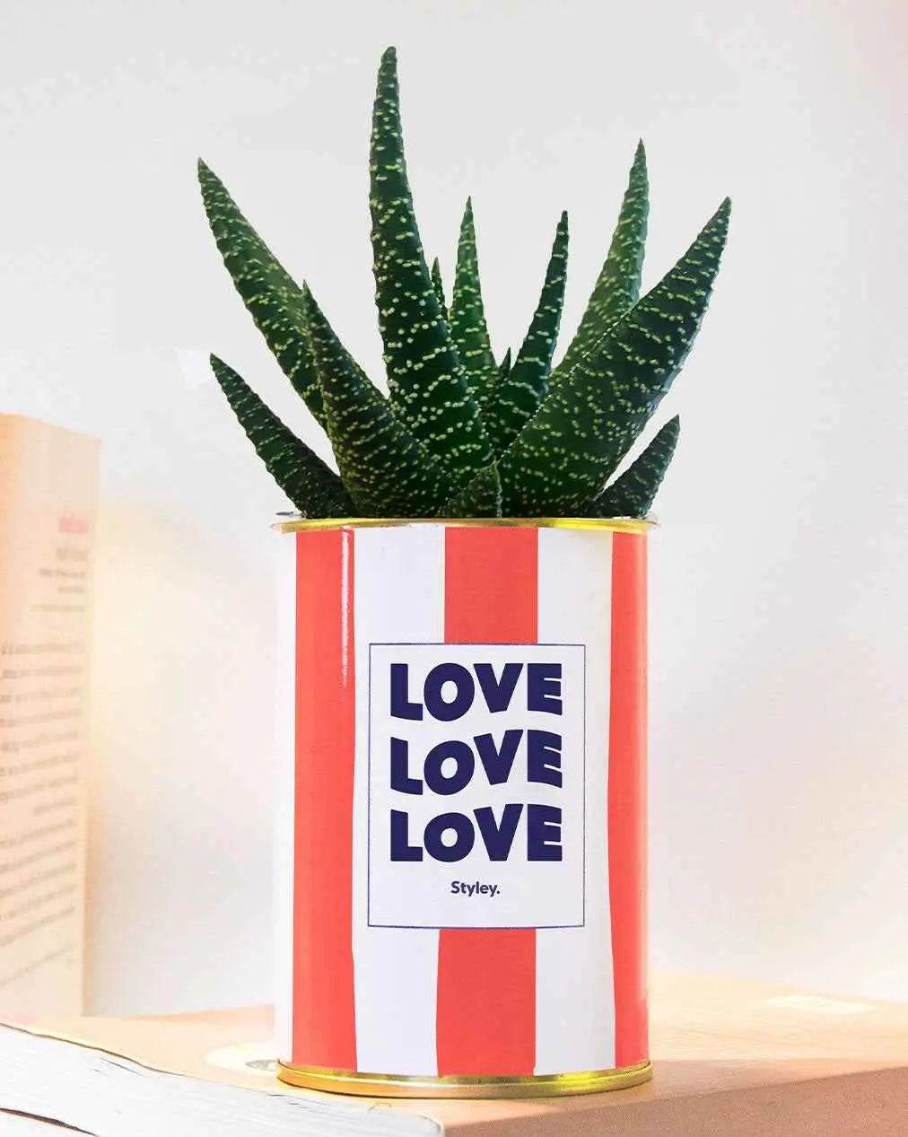 Love Love Love - pot à rayures - Plante Haworthia varié