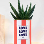 Love Love Love - pot à rayures - Plante Haworthia varié