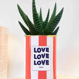 Love Love Love - pot à rayures - Plante Haworthia varié