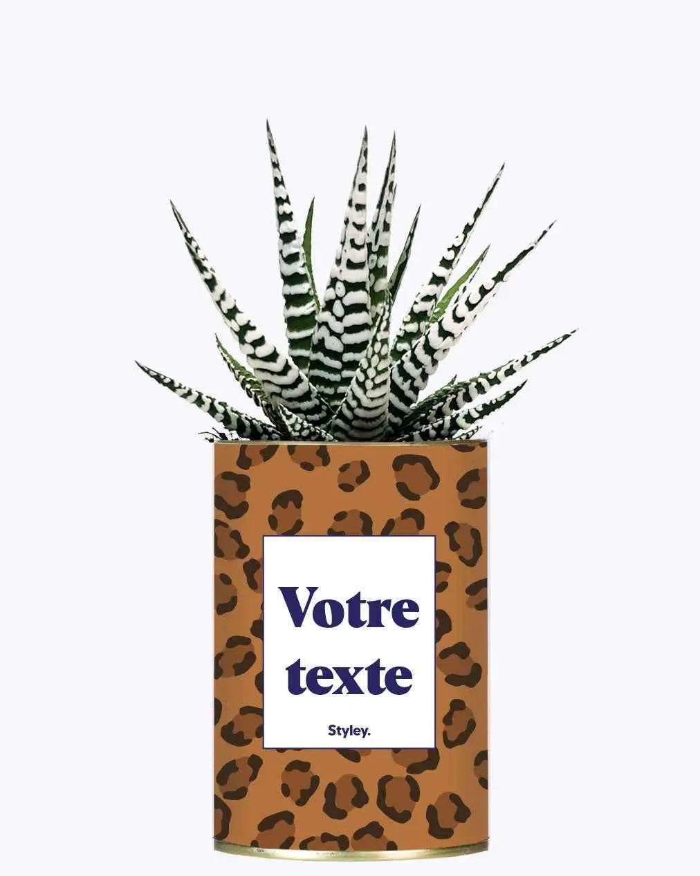 Léopard - Plante Personnalisable Haworthia varié