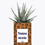 Léopard - Plante Personnalisable Haworthia varié