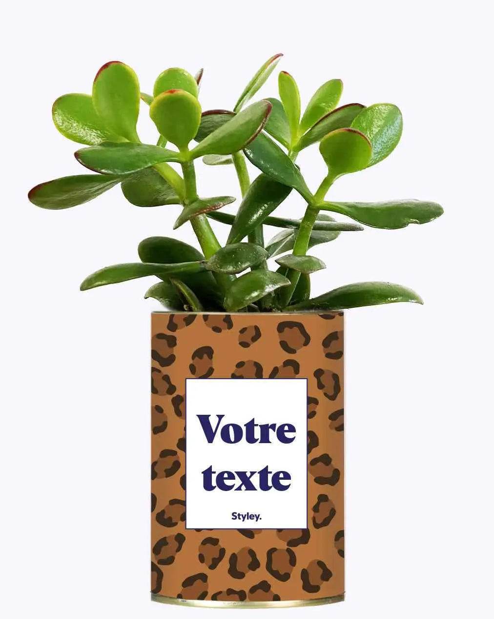 Léopard - Plante Personnalisable Crassula varié