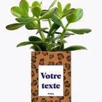 Léopard - Plante Personnalisable Crassula varié