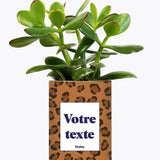Léopard - Plante Personnalisable Crassula varié