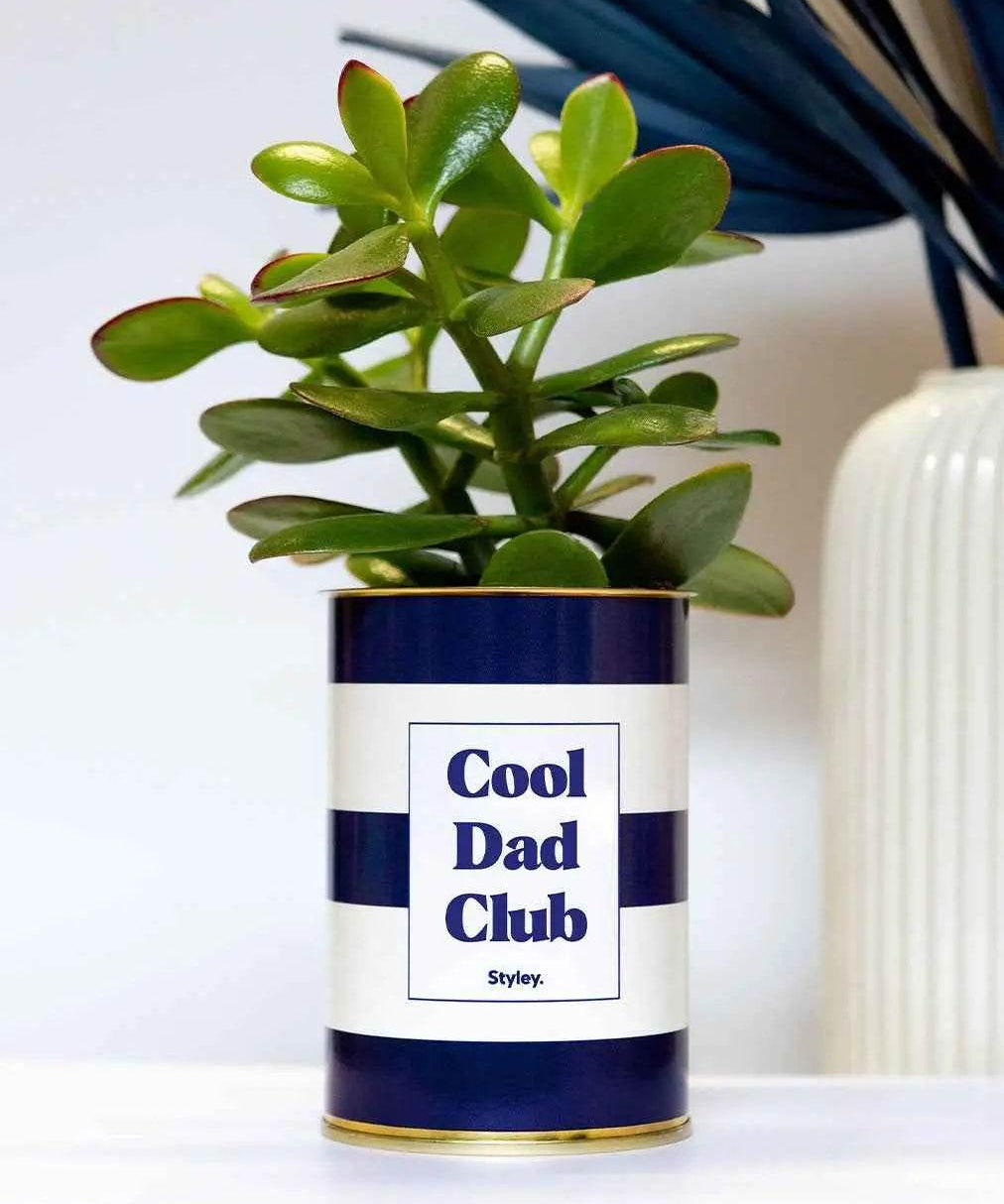 Cool dad club - Plante Haworthia varié
