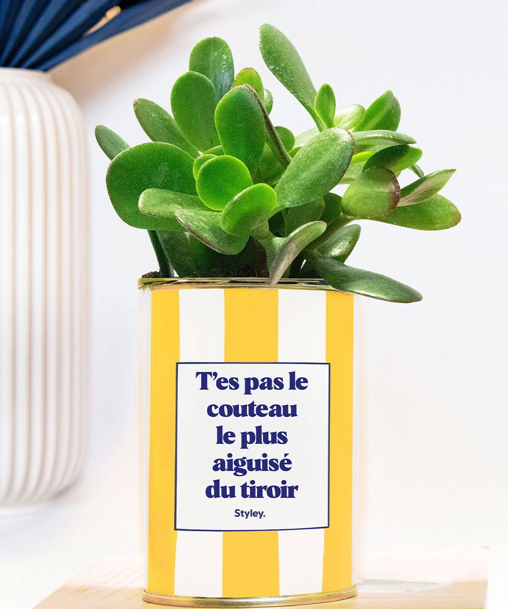 T'es pas le couteau le plus aiguisé - Plante grasse