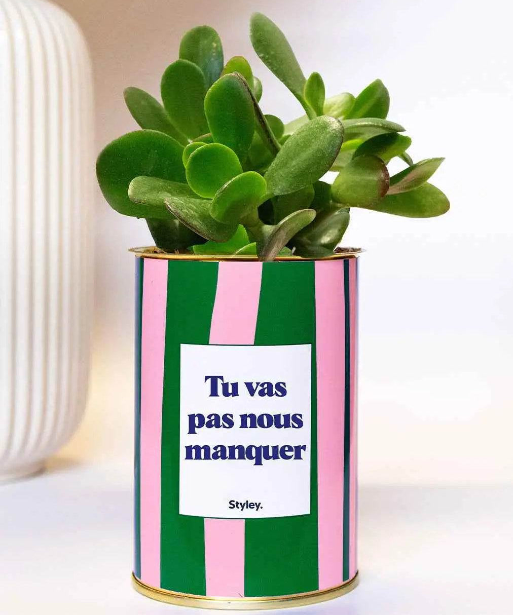 Tu vas pas nous manquer - Plante Haworthia varié