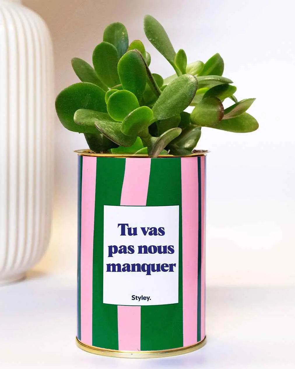 Tu vas pas nous manquer - Plante Haworthia varié