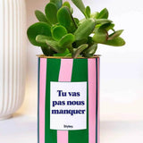 Tu vas pas nous manquer - Plante Haworthia varié