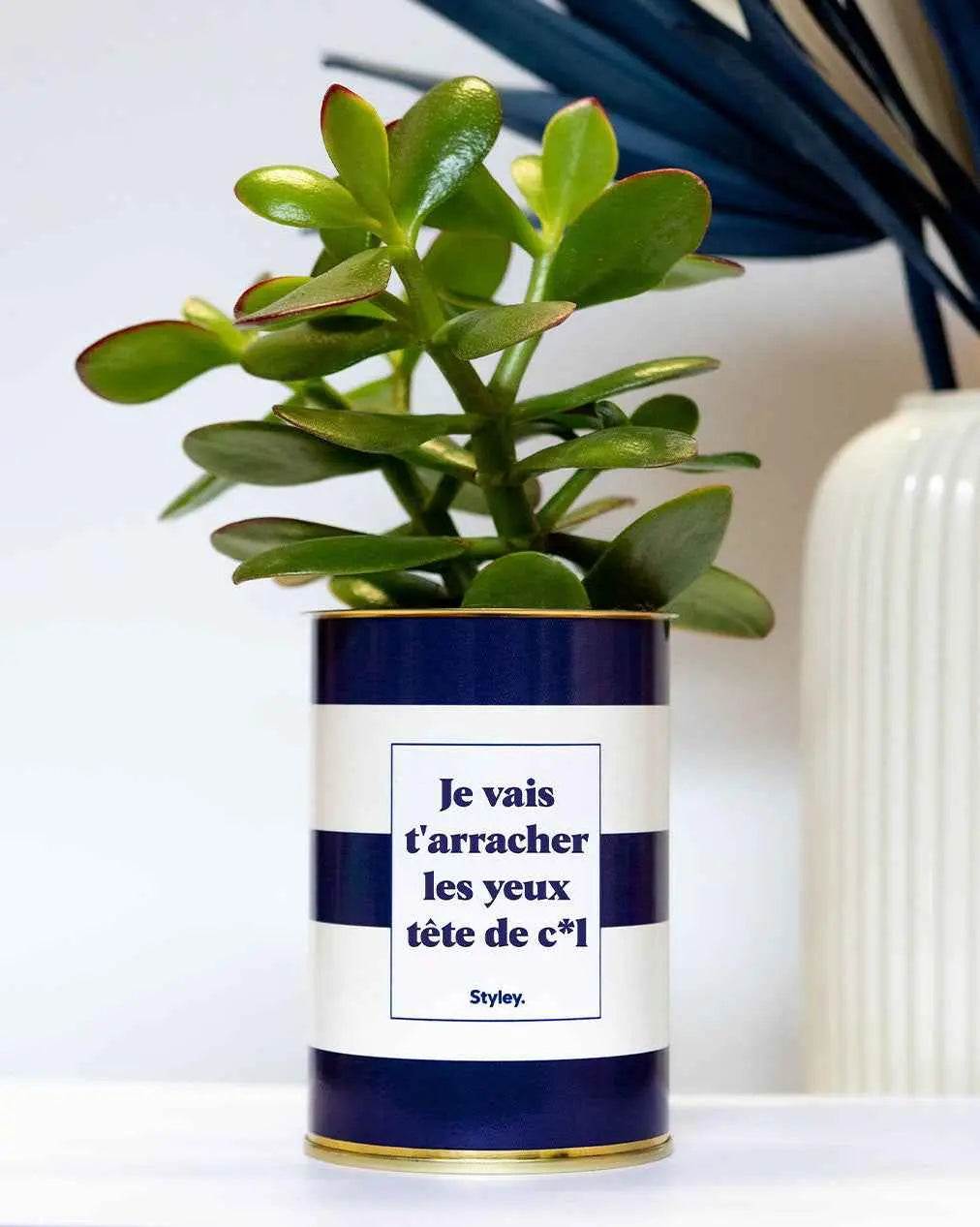 Je vais t'arracher les yeux tête de cul - Plante Haworthia varié
