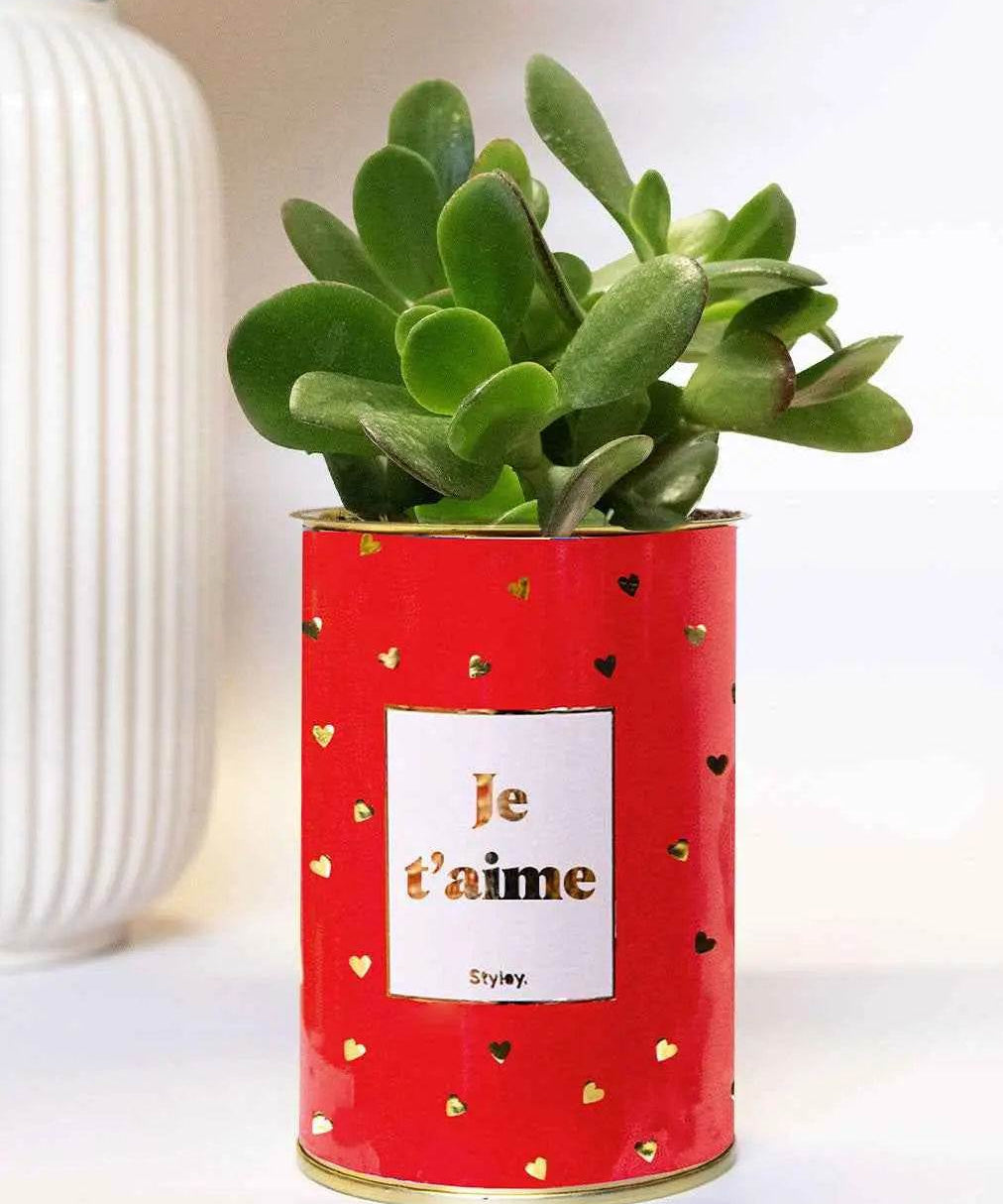 Je t'aime doré - Plante Haworthia varié