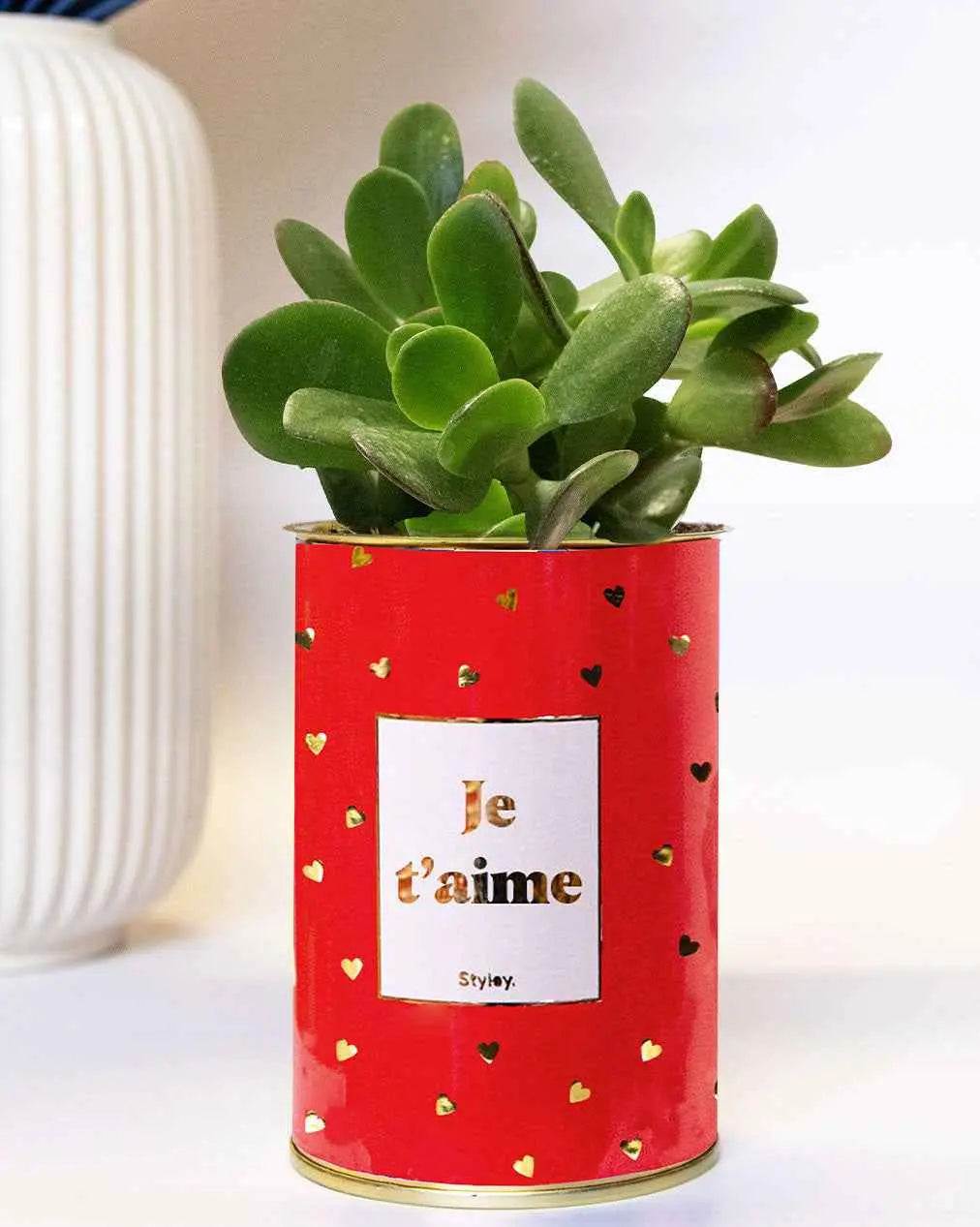 Je t'aime doré - Plante Haworthia varié