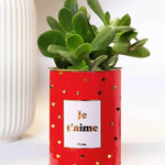 Je t'aime doré - Plante Haworthia varié