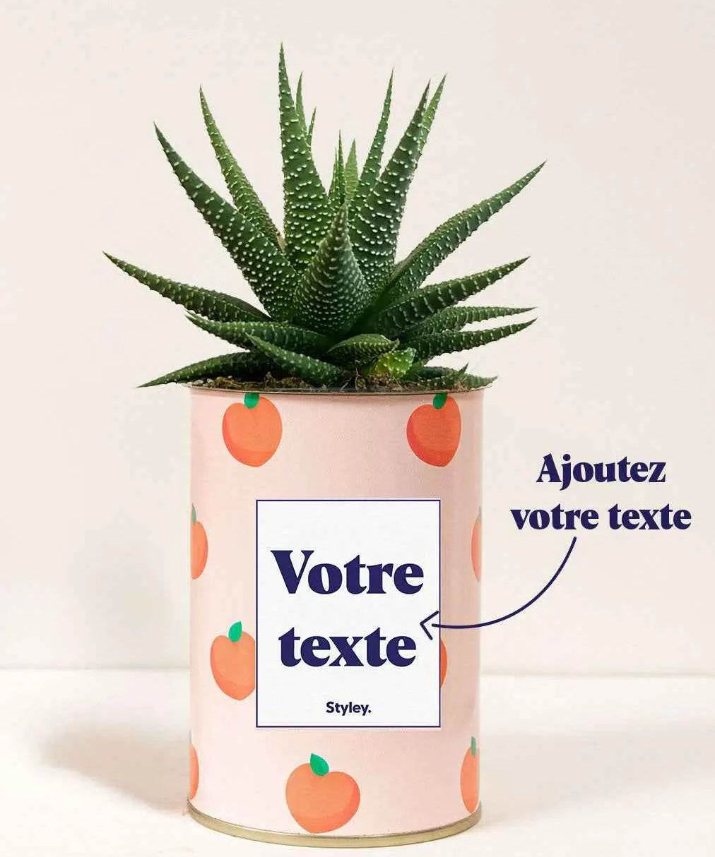 Pêche - Plante Personnalisable Haworthia varié