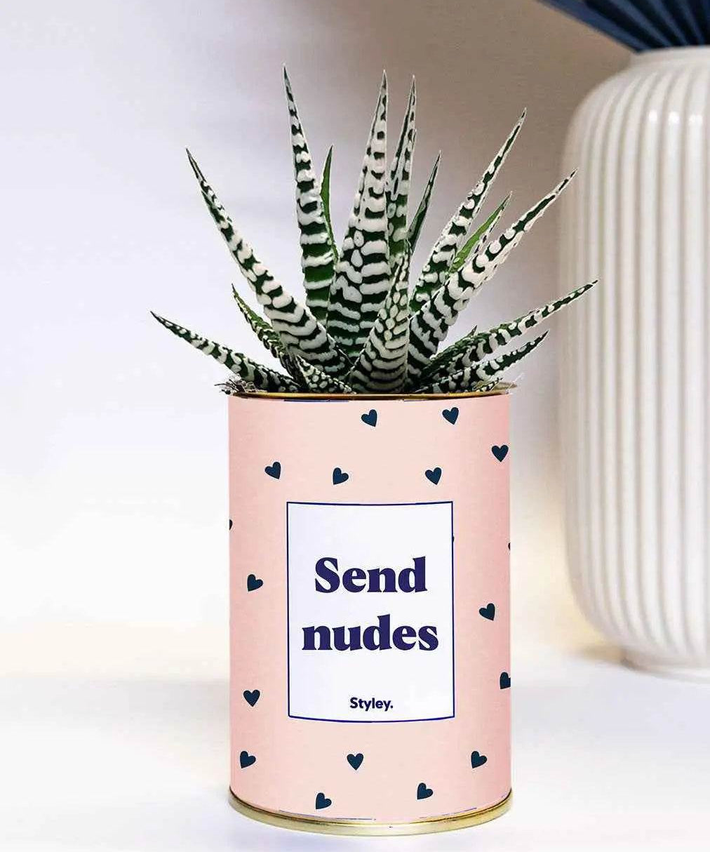 Send nudes - Plante Haworthia varié