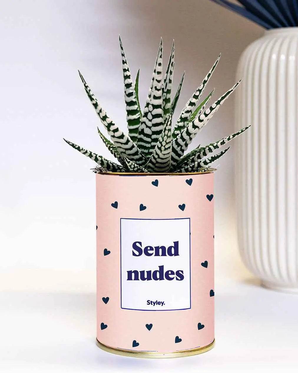 Send nudes - Plante Haworthia varié
