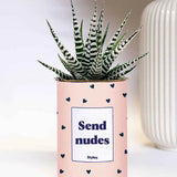 Send nudes - Plante Haworthia varié