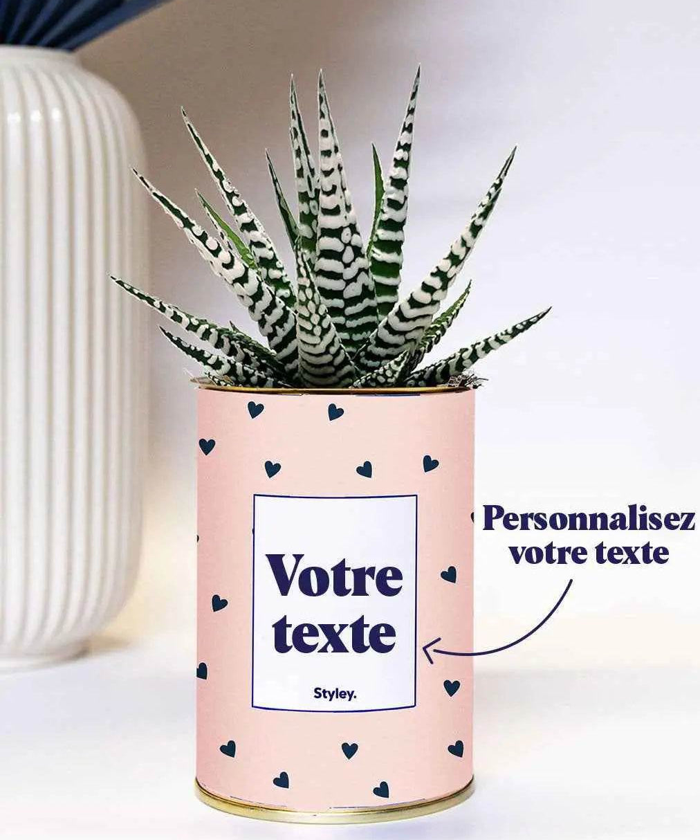 Coeurs poudrés - Plante Personnalisable Haworthia varié