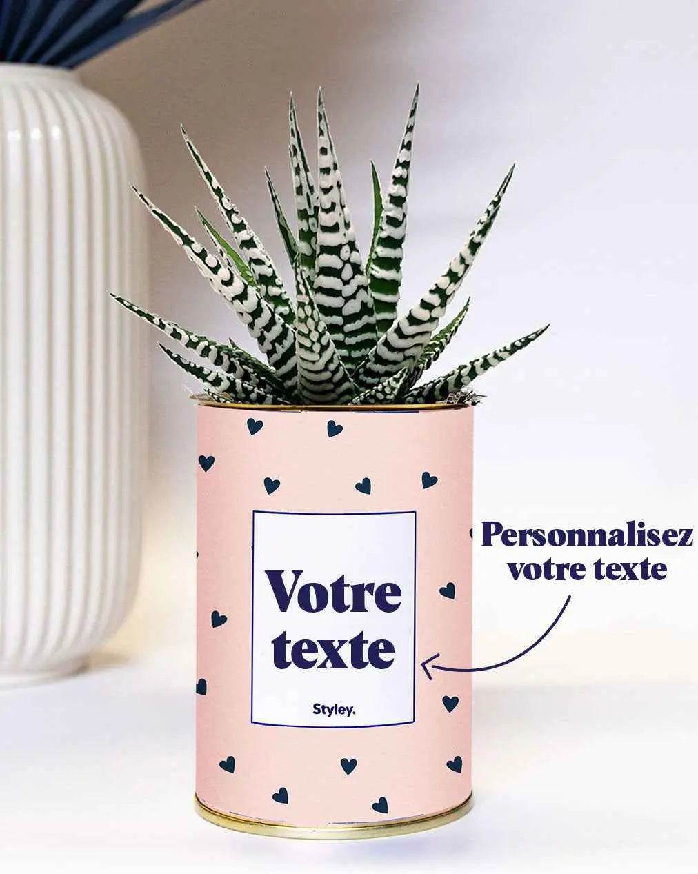 Coeurs poudrés - Plante Personnalisable Haworthia varié