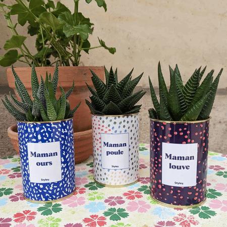 Maman ours - Plante