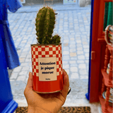 Attention je pique morue - Plante