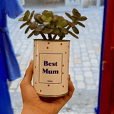 Best Mum - Plante