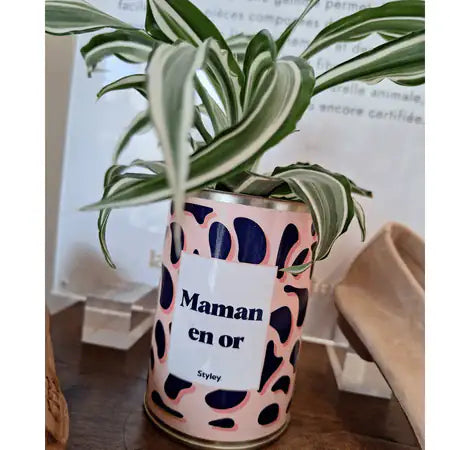 Cactus Léon - Plante Personnalisable