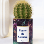 Plante de Sorcière