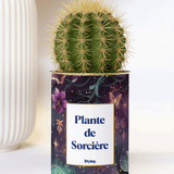 Plante de Sorcière
