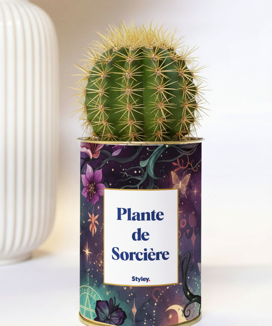 Plante de Sorcière