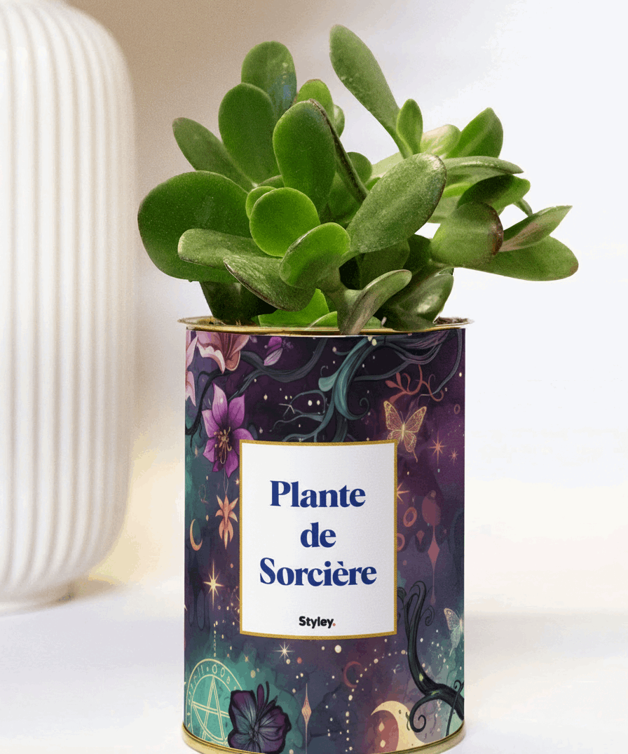 Plante de Sorcière