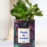 Plante de Sorcière