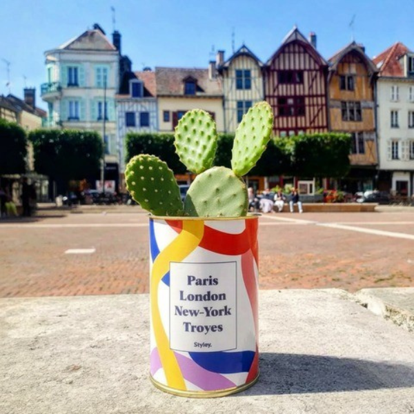 Plante Paris, London, New York personnalisable - Cactus