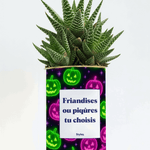 Friandises ou piqûres - Cactus