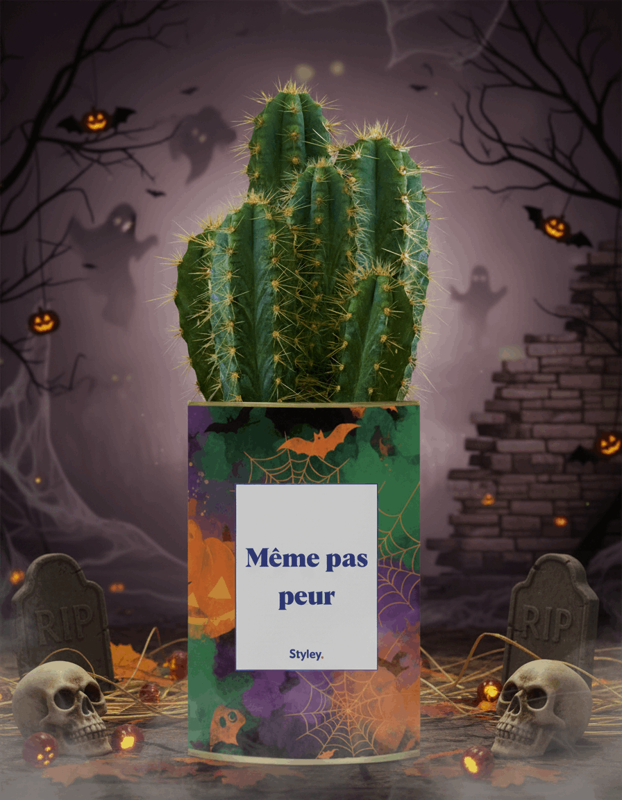 Même pas peur - Cactus