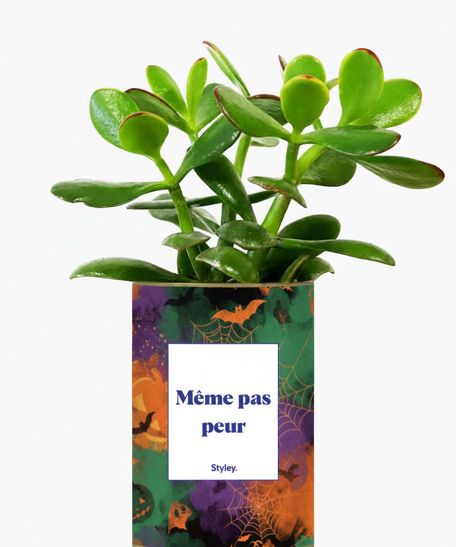 crassula pour halloween