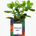 crassula pour halloween