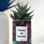 Plante de Sorcière