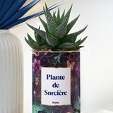 Plante de Sorcière